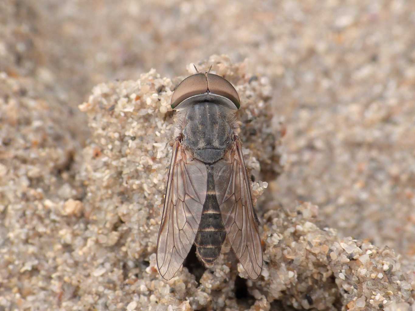 Tafano dai grandi occhi: Tabanus maculicornis